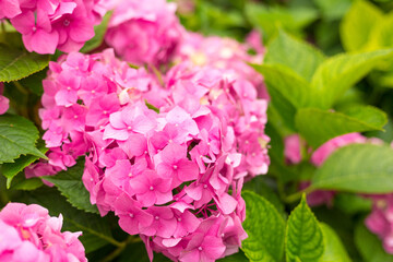Fototapeta premium Flowers blossom on sunny day. Flowering hortensia plant. Pink Hydrangea macrophylla blooming in spring and summer in a garden. Web banner, nature background