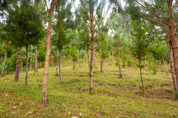 Beautiful Colombian tropical forest