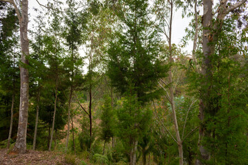 Beautiful Colombian tropical forest