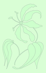 Vector illustration of a lily flower