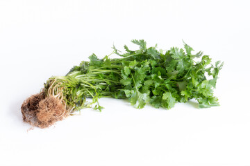 Coriander leaves isolated on white background. Space copy.