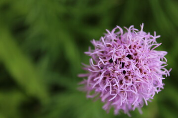 Blüte Prachtscharte von oben
