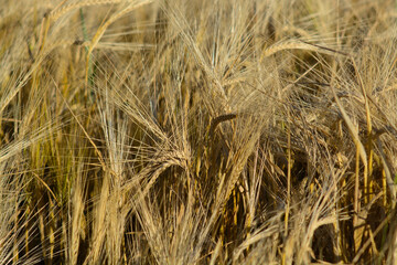 Fototapeta premium golden wheat field in summer