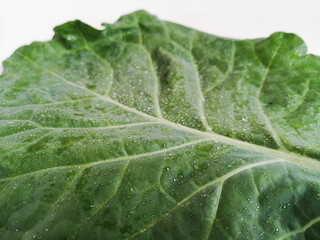 Cabbage leaf isolated on white background. Copy space.