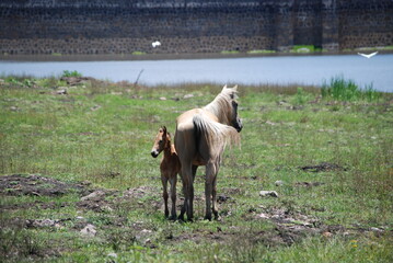 horse and foal