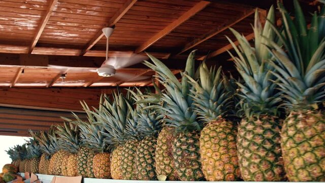 The camera moves along many juicy ripe pineapples in a row on the large wooden counter of a fruit shop on tropical island