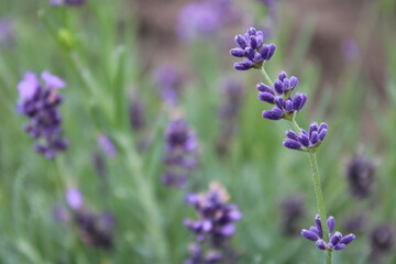 Lavendel Hintergrund
