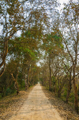 Fototapeta na wymiar Outgoing road surrounded by trees in National Park, India.