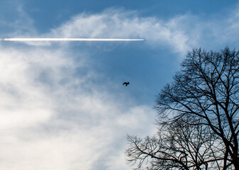 Fototapeta na wymiar airplane flying in the sky with bird