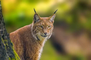 Crédence de cuisine en verre imprimé Lynx un lynx sauvage se cache dans la forêt
