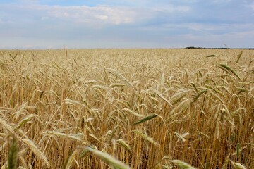 Fertile land. Heavy wheat spikes before the harvest.