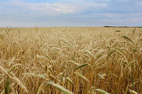 Fertile land. Heavy wheat spikes before the harvest.