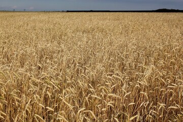 Wheat field. Heavy wheat spikes. Summer landscape.