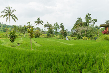 Rice paddies at Bali