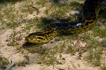 close up of a snake