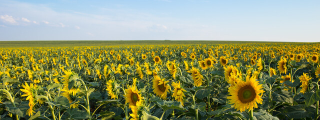 Sunflower field and cloudy blue sky. Summer concept
