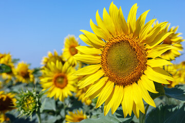 Fototapeta premium Sunflower natural background. Sunflower blooming. Close-up of sunflower