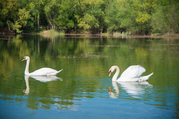 Fototapeta na wymiar Swans in the lake. The concept of untouched nature.