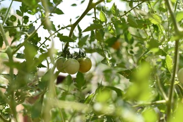 Tomatoes closeup in the raised bed