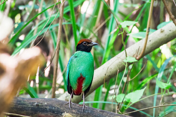Hooded pitta in jungle garden very beautiful bird green red and brown color on body