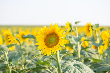 Fototapeta premium close-up of a beautiful sunflower in a field.