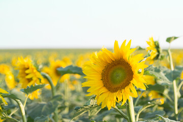 close-up of a beautiful sunflower in a field.