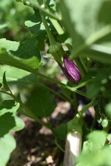 Eggplants closeup in the raised bed