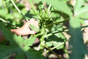 Fresh Okra closeup on the tree in raised bed