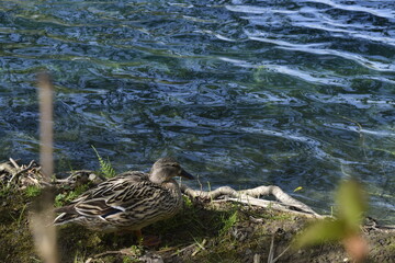 ANIMAIS PATO AVE NATUREZA LAGO SELVAGEM