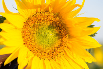 Naklejka premium close-up of a beautiful sunflower in a field.