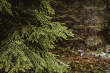 Christmas Background with beautiful green pine tree brunch close up. Nature concept. Spruce branch. Beautiful branch of spruce with needles