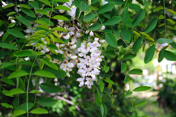 blooming white acacia inflorescences on a natural acacia bush