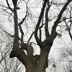 Fototapeta na wymiar dead tree in the forest