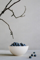 Fresh ripe blueberry in white bowl on grey background with black branch. Black food concept 