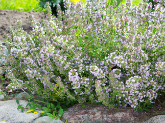 Obraz premium Salvia sclarea, clary, or clary sage plants