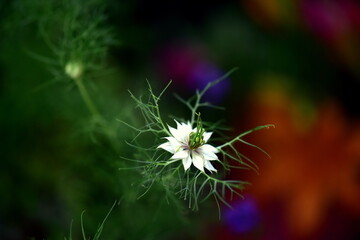 white nigella flower on a green background