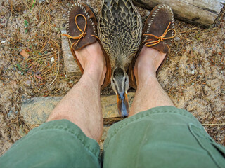 Mallard duck nibbling at someone's legs