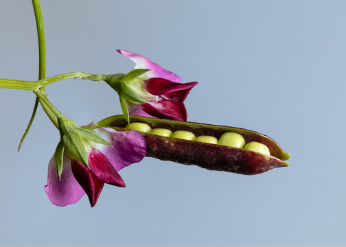 pink flower and peapod on blue background