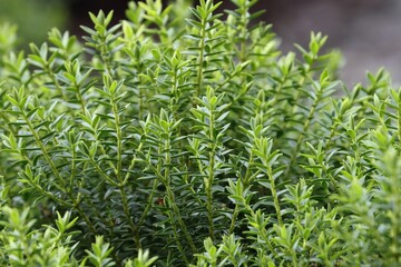 Fresh spring hebe detail