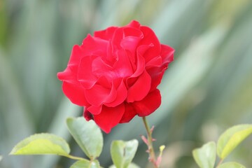 Nice live red rose