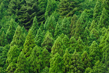 green forest background