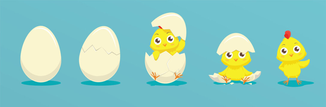 Chicken hatching from the egg. Cartoon baby chick birthday step-by-step process. Funny and educational illustration for kids.