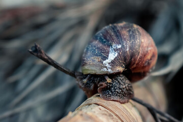 Snell hide out in the shell.