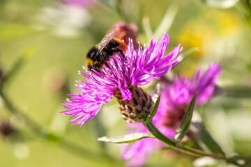 Männliche Steinhummel saugt Nektar auf einer Wiesenflockenblume