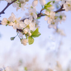 Obraz premium White cherry flowers begin blooming in the garden. Beautiful flowering branch of cherry on blurred garden background. Close-up, spring theme of nature.