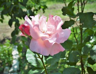 Delicate pink rose