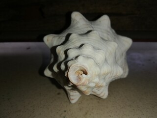 symmetrical seashell