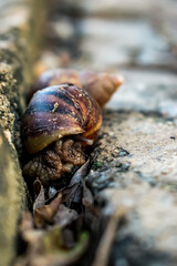 Snail Wallpaper hideout