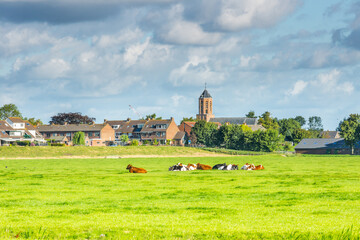 Summery green meadow landscape with dairy cattle and buildings of the village of Rijnsaterwoude with farms stables, barns and houses and village church Woudse Dom against sky with dark clouds