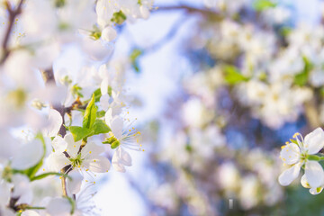Spring background of white cherry blossoms on tree branches.  Beautiful bokeh and glare of the sun.